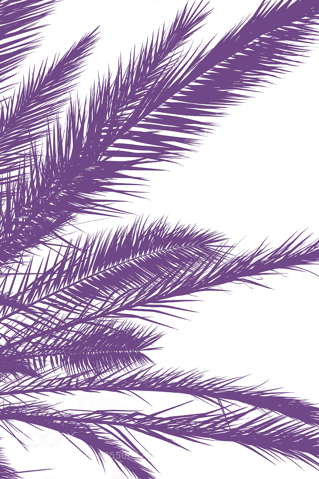 Nikon D7100 sample photo. Palm leaves silhouette against photography