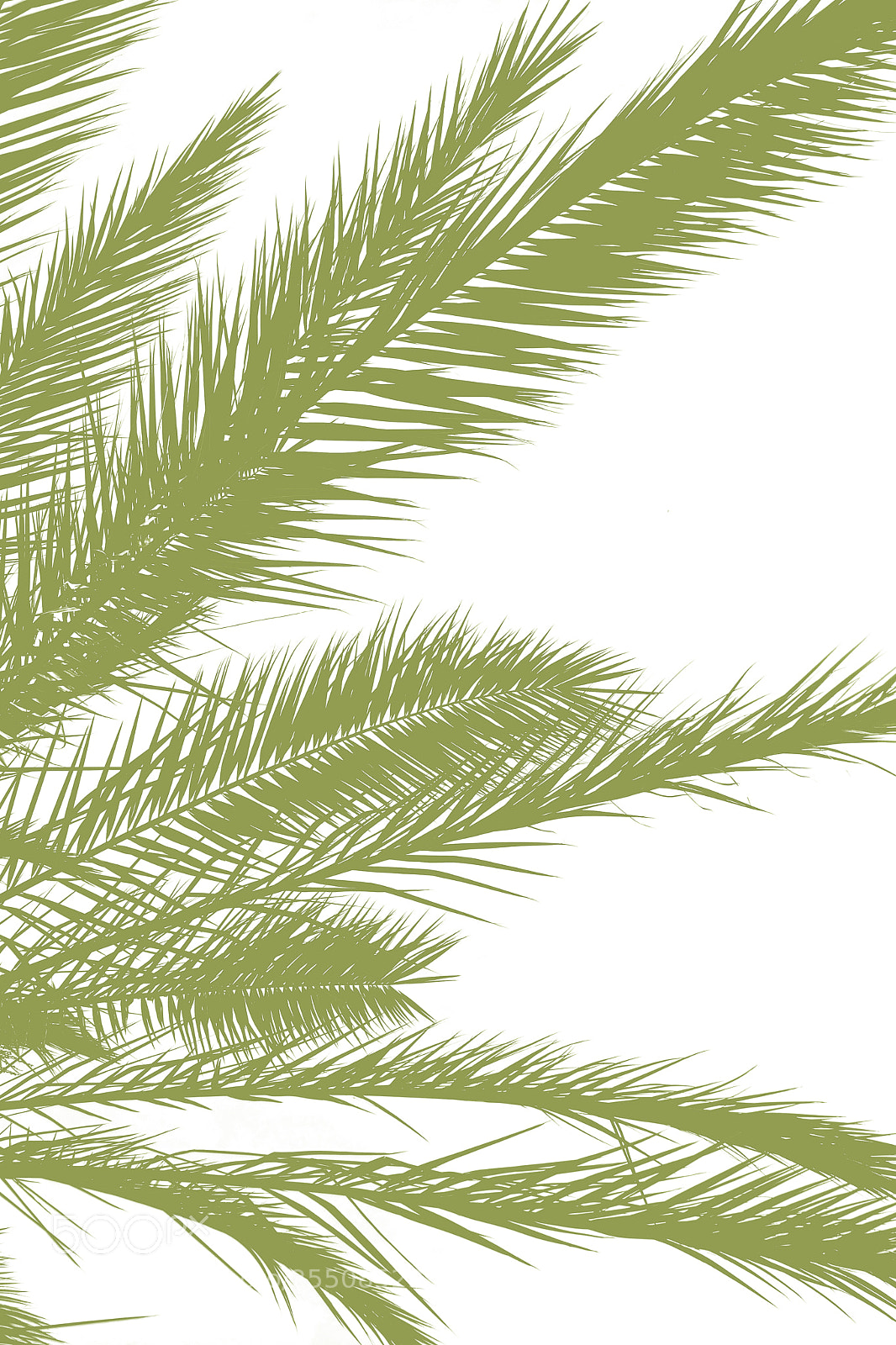 Nikon D7100 sample photo. Palm leaves silhouette against photography
