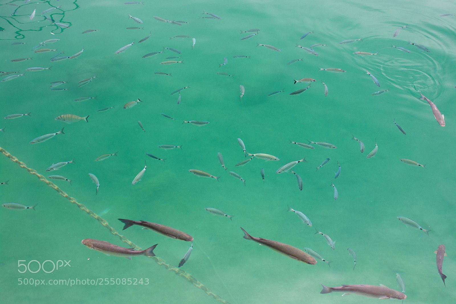 Nikon D7100 sample photo. Fish in green transparent photography