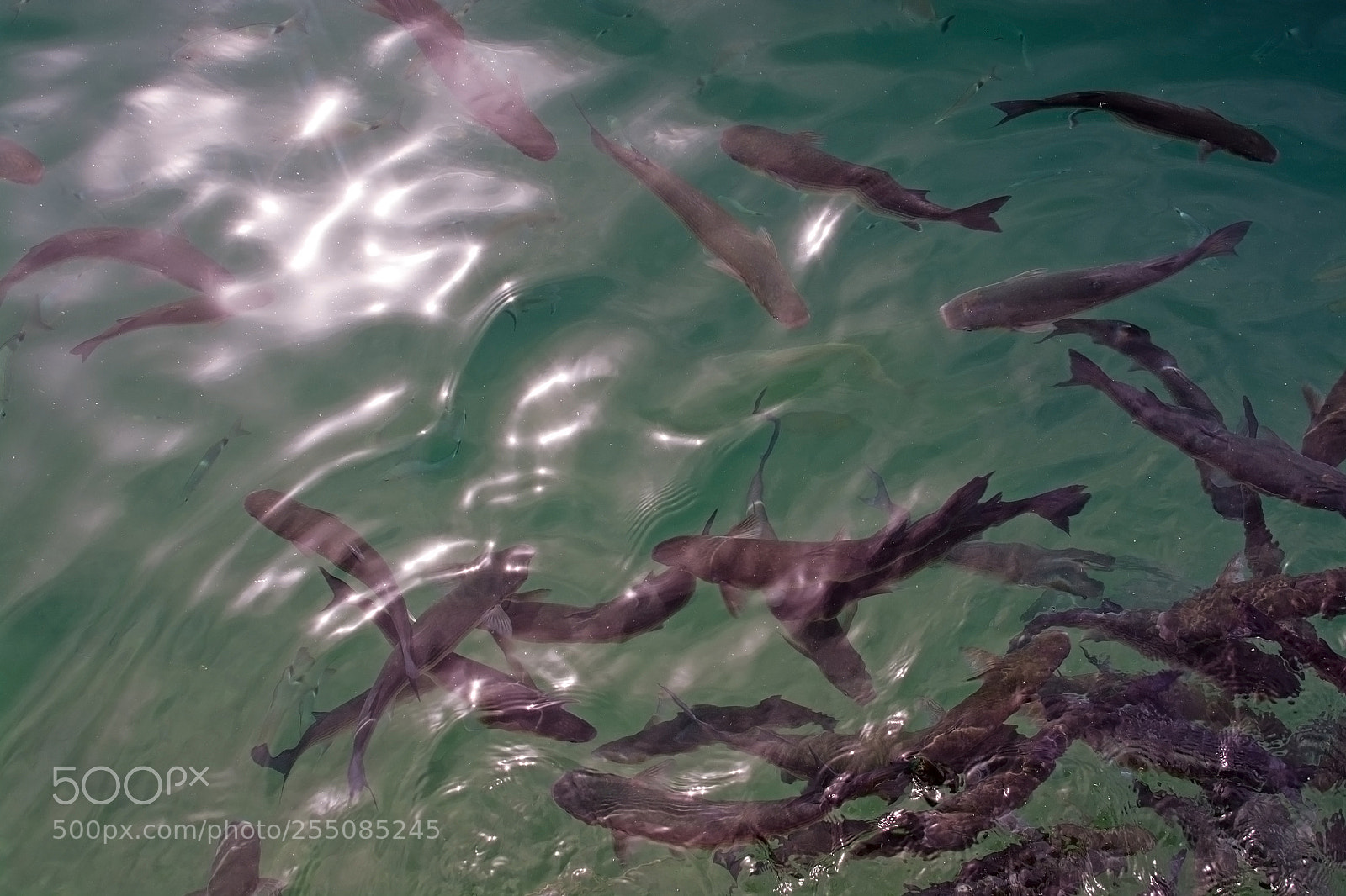 Nikon D7100 sample photo. Fish in green transparent photography