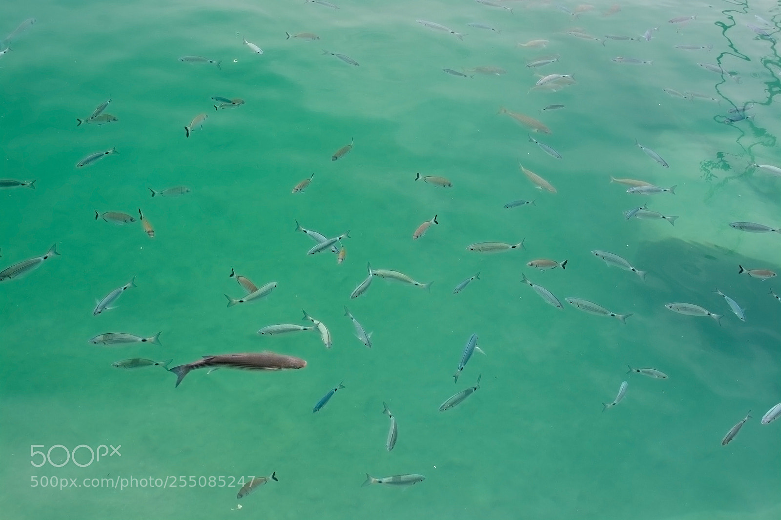 Nikon D7100 sample photo. Fish in green transparent photography
