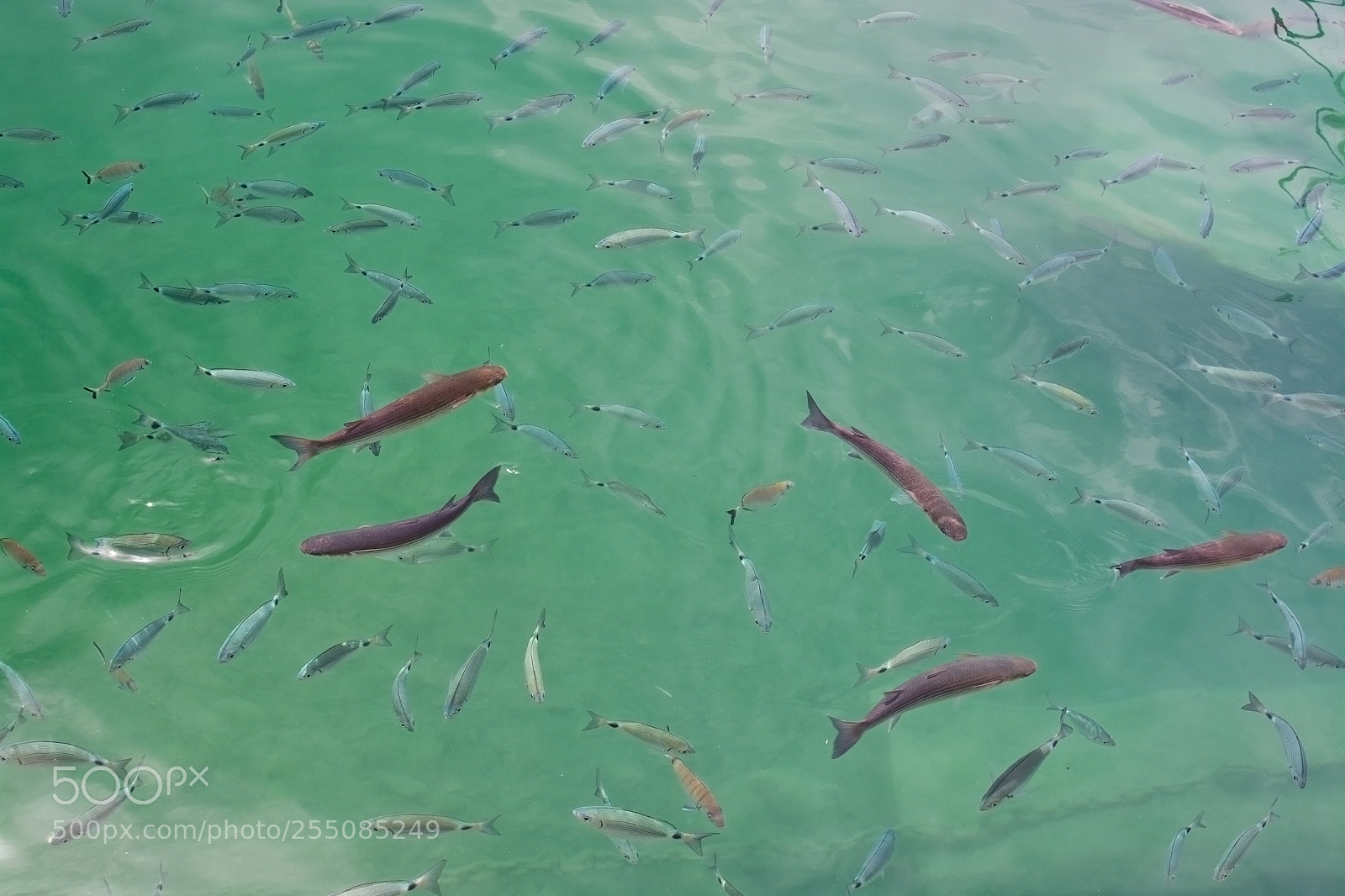 Nikon D7100 sample photo. Fish in green transparent photography
