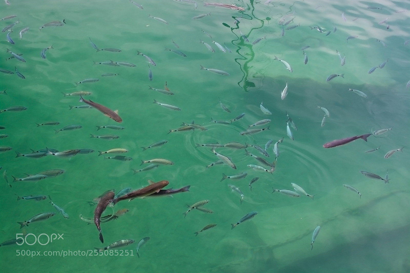 Nikon D7100 sample photo. Fish in green transparent photography