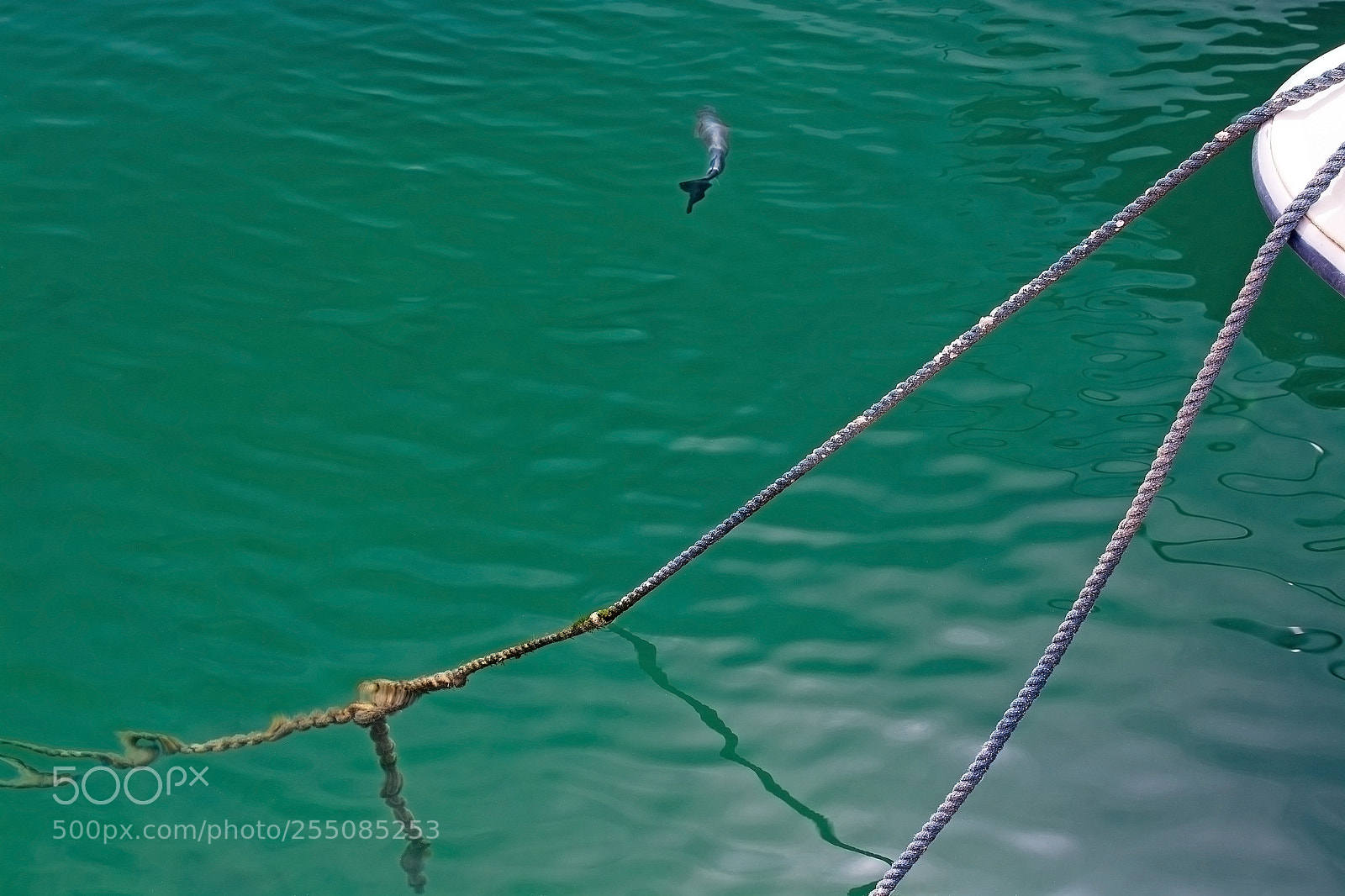 Nikon D7100 sample photo. Fish in green transparent photography