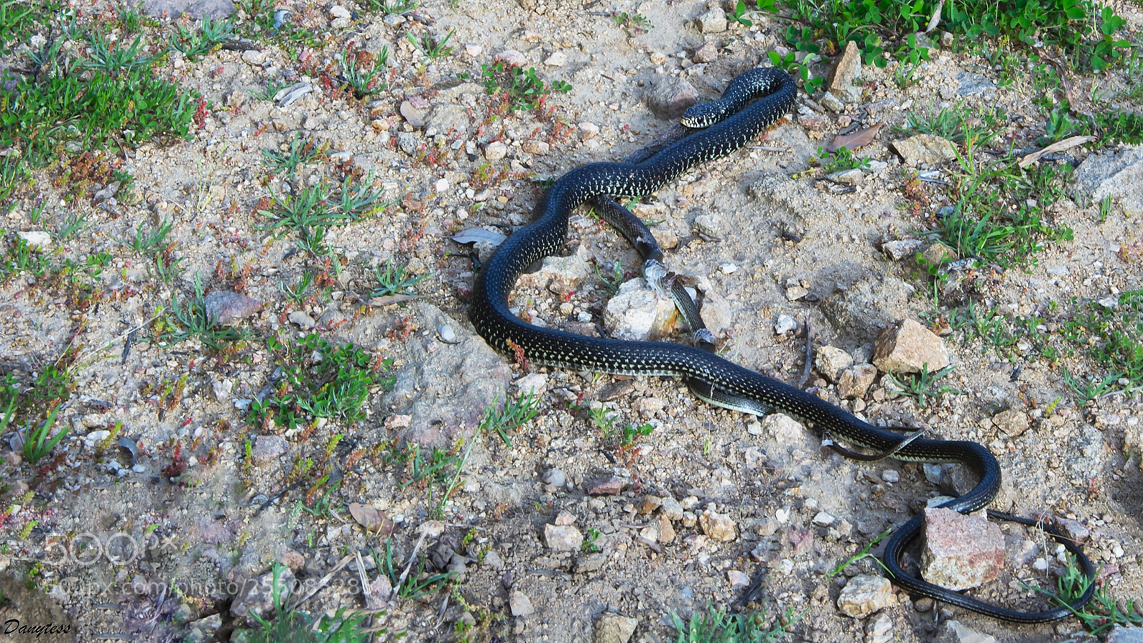 Nikon D7100 sample photo. Grass-snake photography