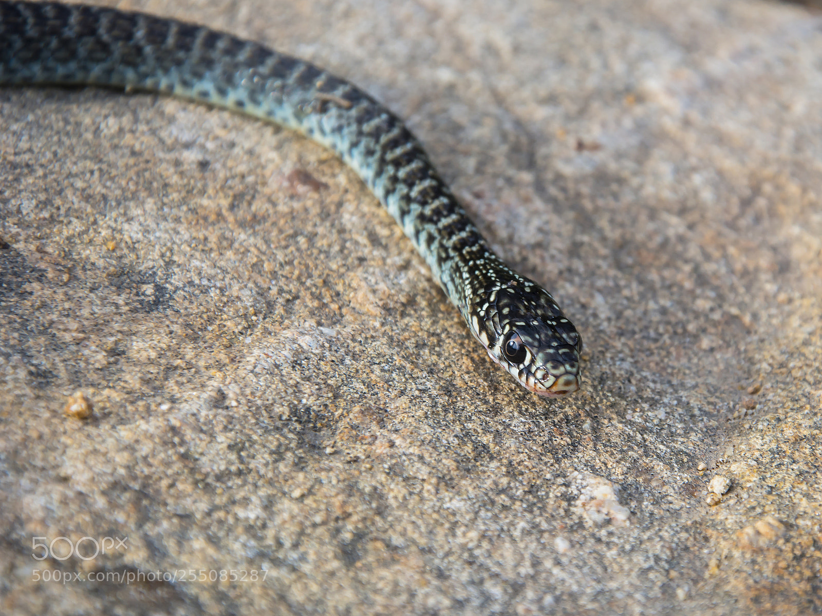 Nikon D7100 sample photo. Grass-snake photography