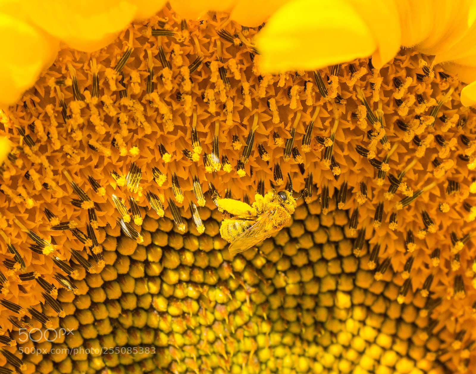 Canon EOS 600D (Rebel EOS T3i / EOS Kiss X5) sample photo. Honey bee on sun photography