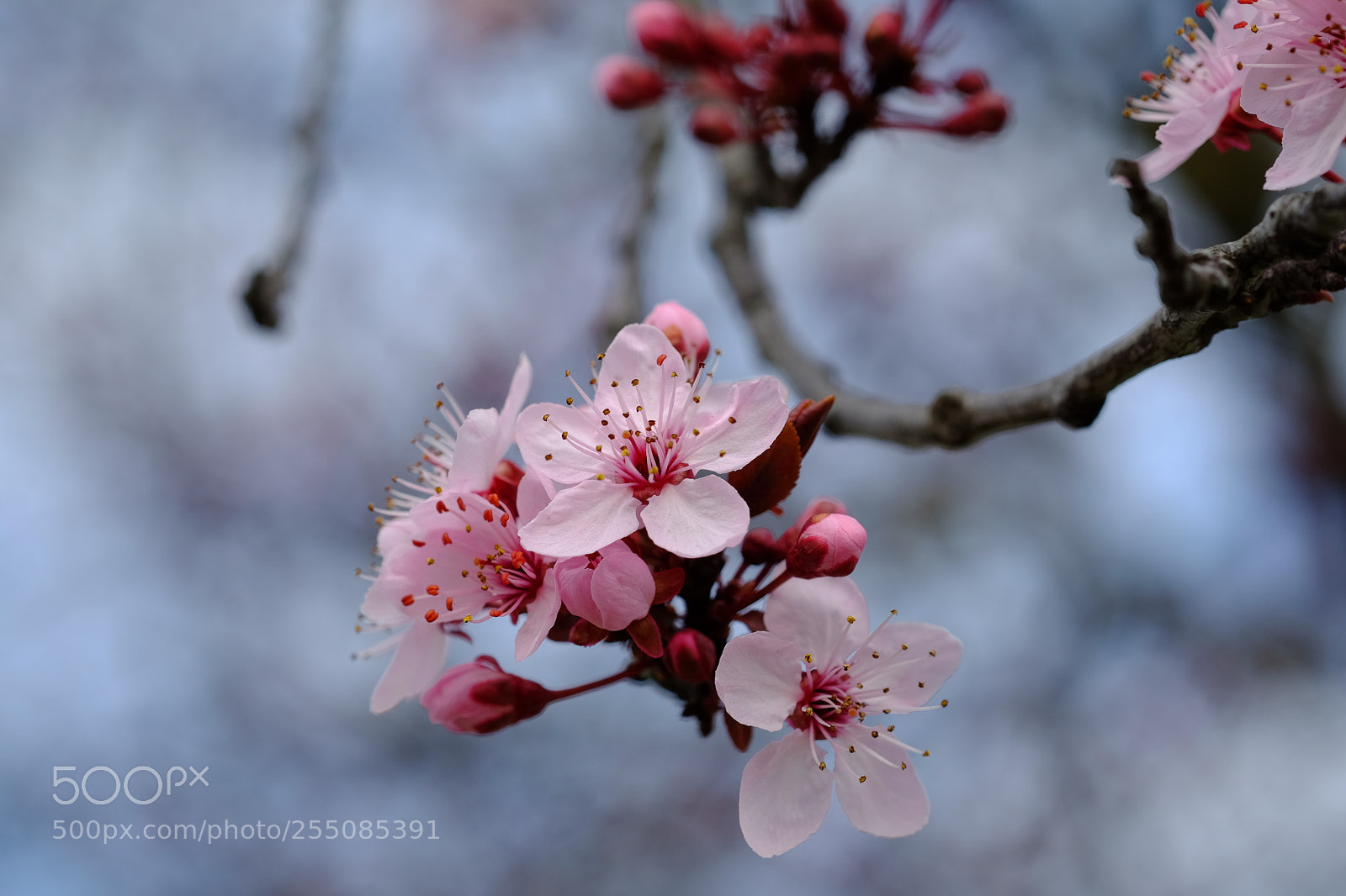 Fujifilm X-T10 sample photo. Fiore photography