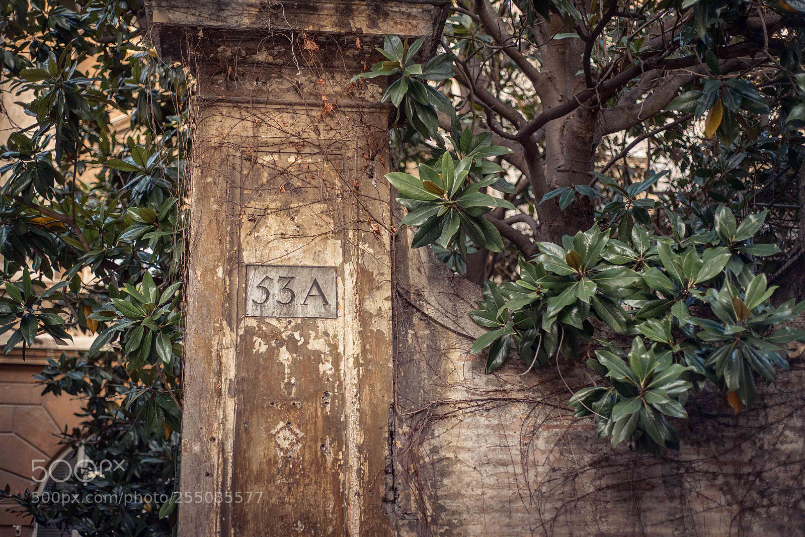 Nikon D610 sample photo. Details  photography