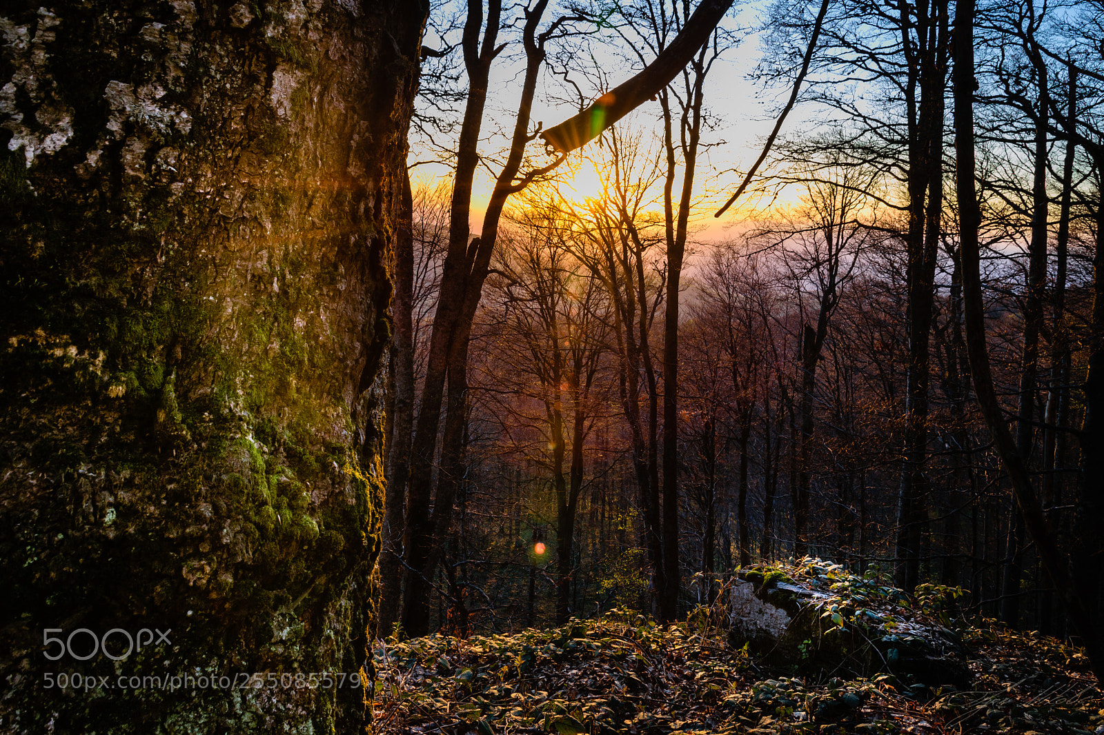 Nikon D5300 sample photo. Trees and sunset photography