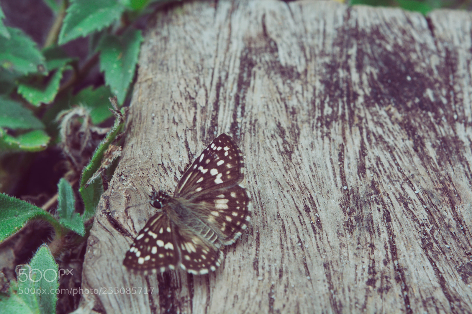 Nikon D5200 sample photo. Untitled photography