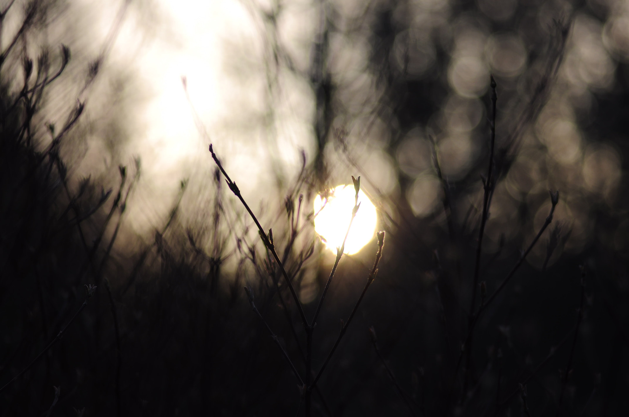 Nikon D90 sample photo. Abstract spring photography