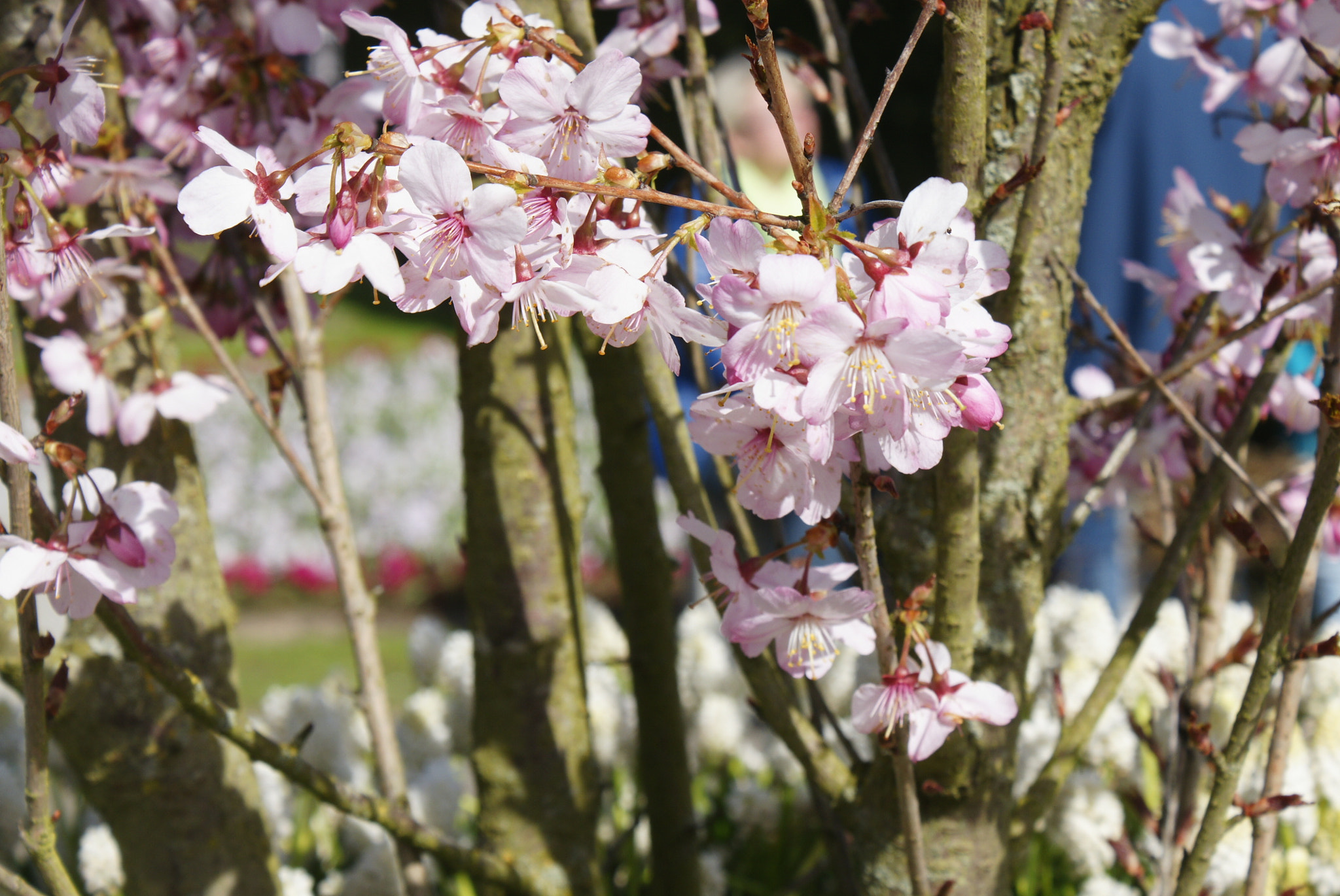 Sony Alpha DSLR-A700 sample photo