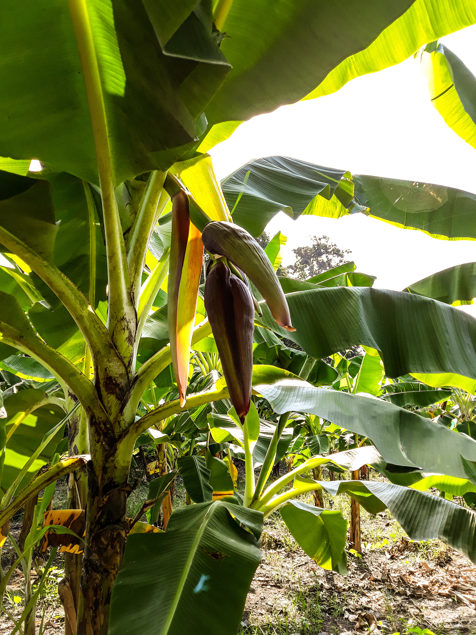 Samsung Galaxy J5 Pro sample photo