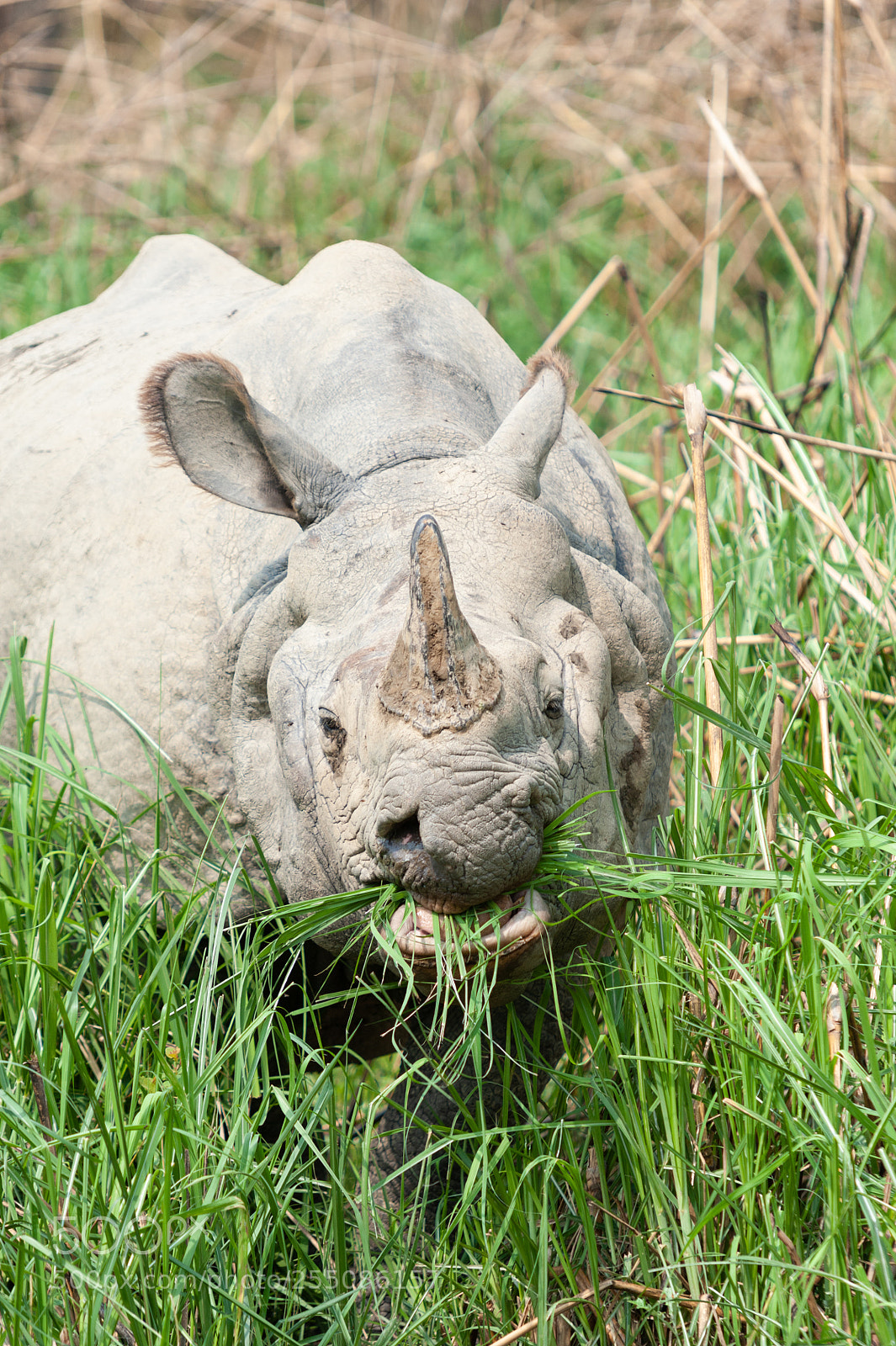 Nikon D700 sample photo. Chitwan national park rhino photography