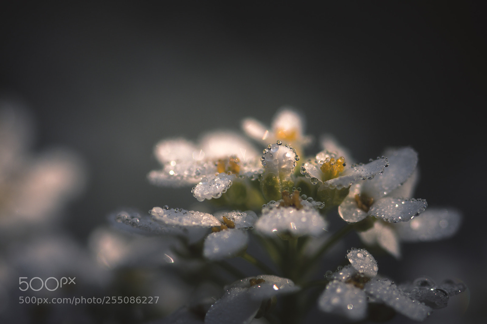 Nikon D7200 sample photo. Morning dew photography