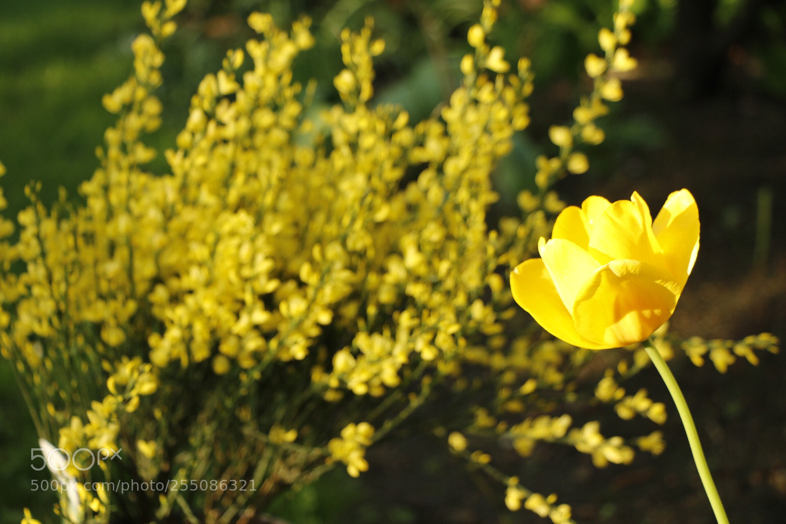 Canon EOS 70D sample photo. #tulpe #ginster #yellow photography