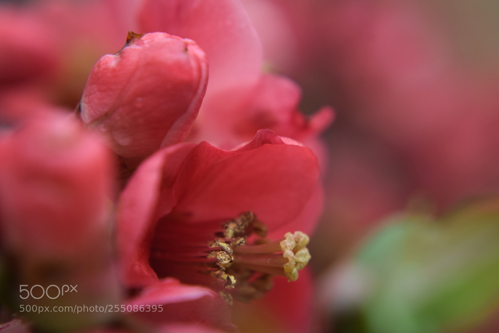 Nikon D3300 sample photo. Red flower photography