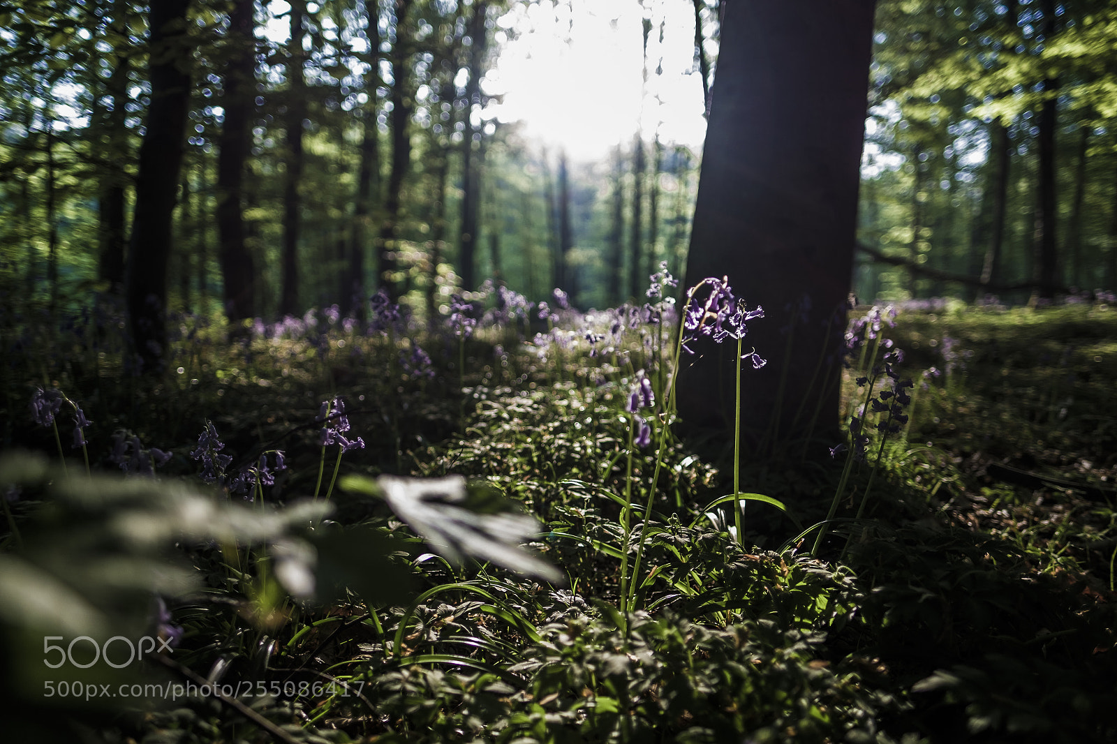 Fujifilm X-Pro1 sample photo. Follow the blue bells photography