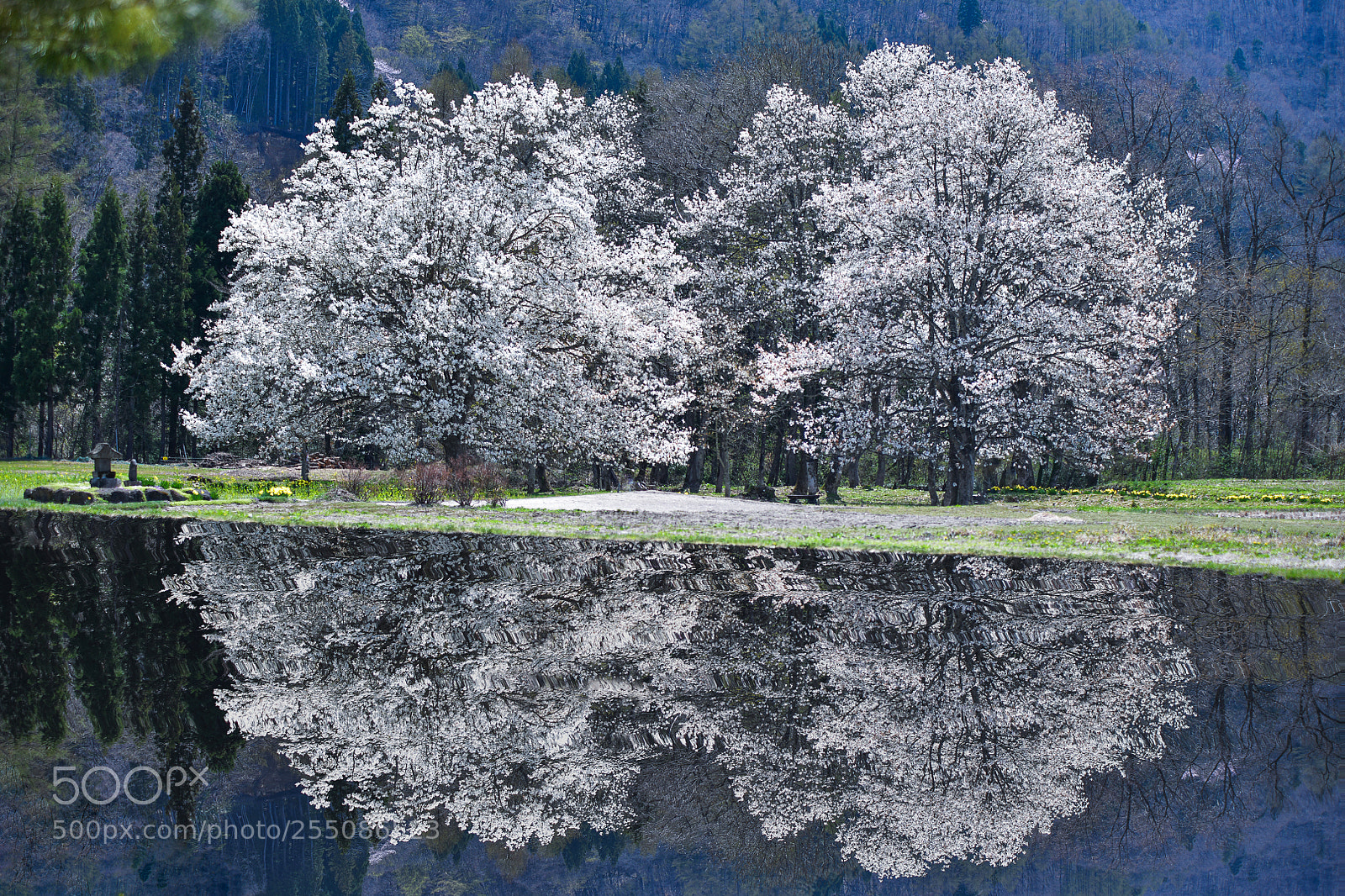 Nikon D850 sample photo. Magnolia reflections photography