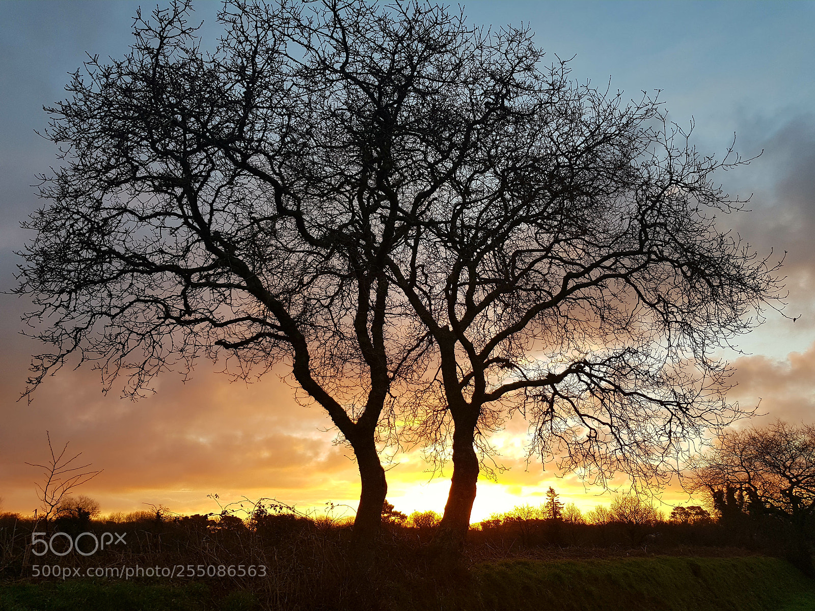 Samsung Galaxy S8 sample photo. Bel arbre photography