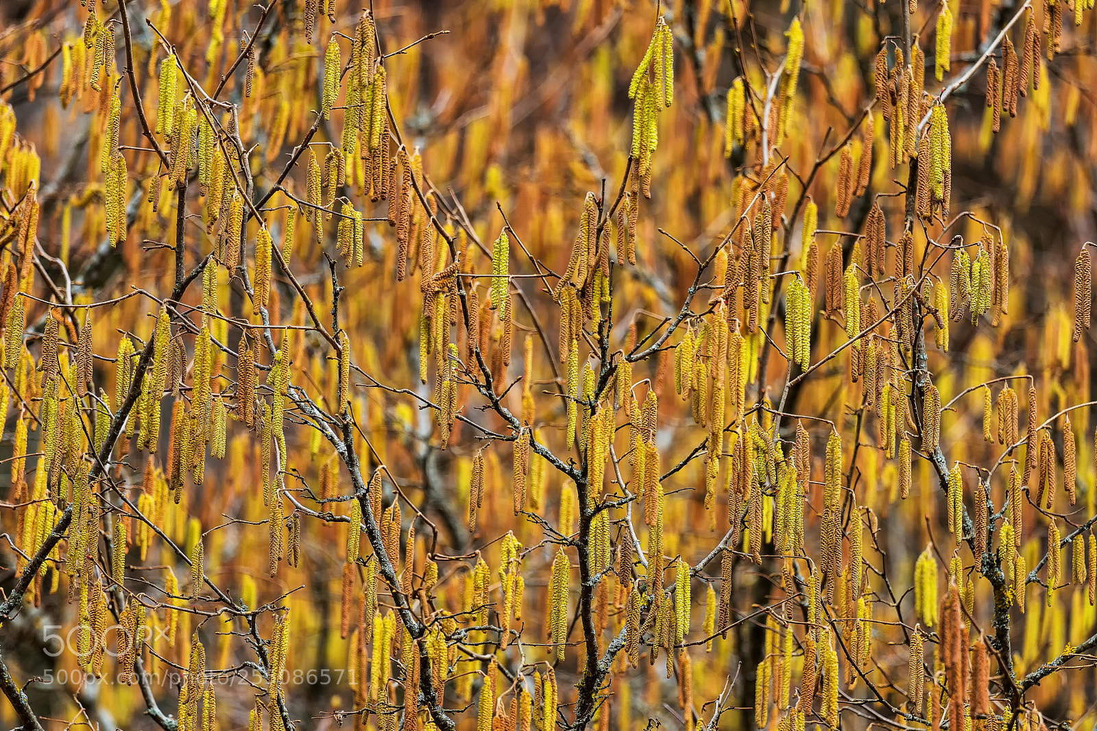 Sony SLT-A99V sample photo. Golden pollen photography