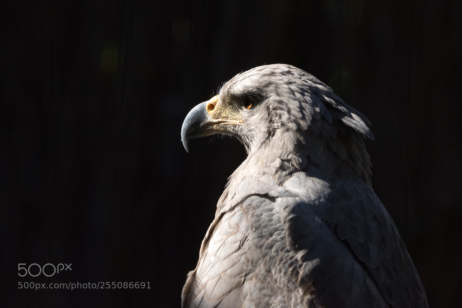 Nikon D7200 sample photo. Chaco eagle photography