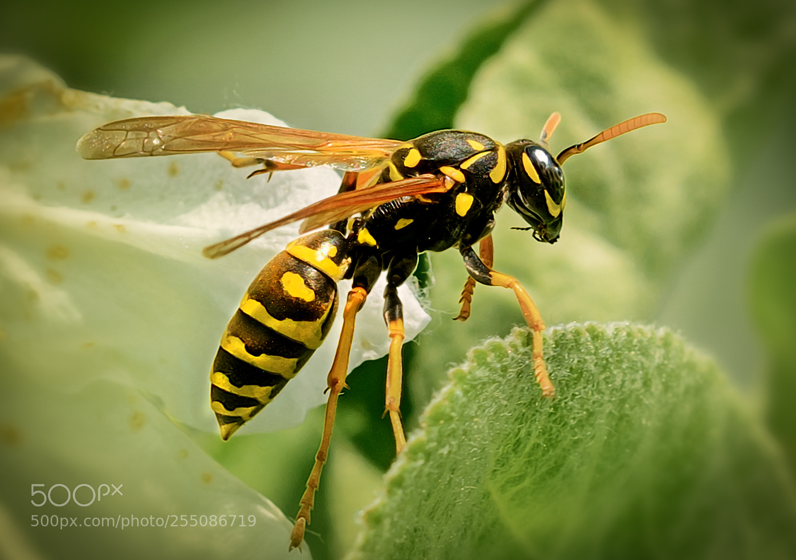 Nikon D800 sample photo. ++ wasp 2++ photography