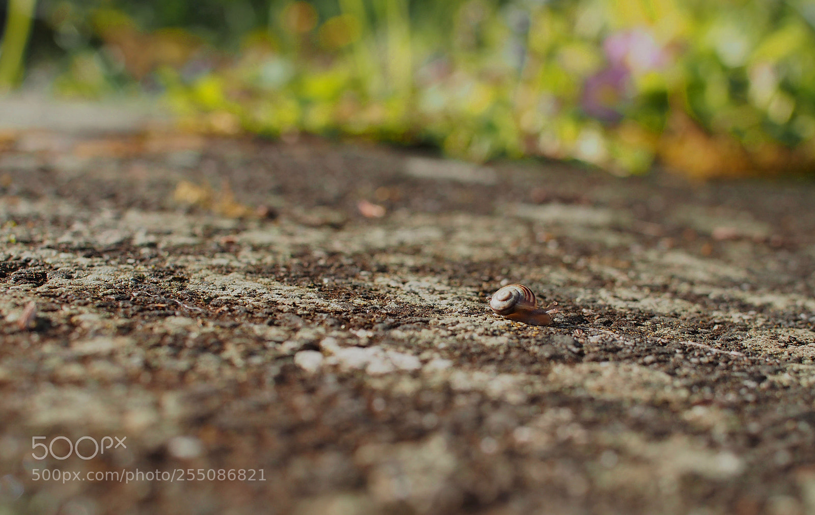 Olympus OM-D E-M5 sample photo. Little snail on the photography