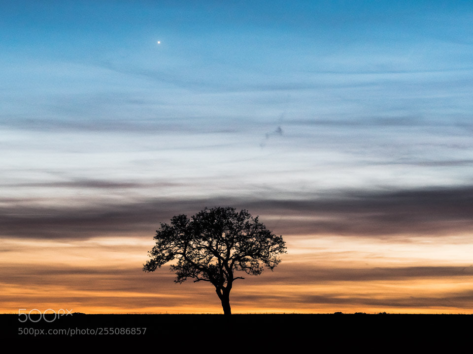 Nikon D5500 sample photo. Tree and night sky photography