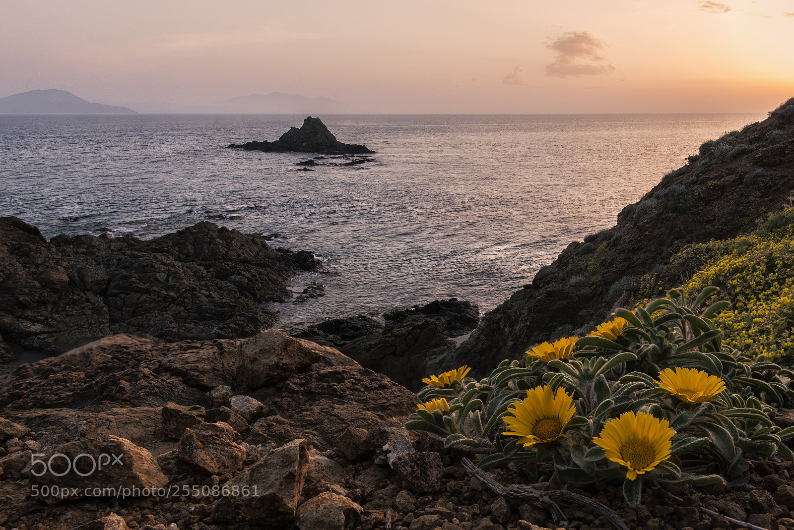 Nikon D810 sample photo. Fiori a punta falcone photography