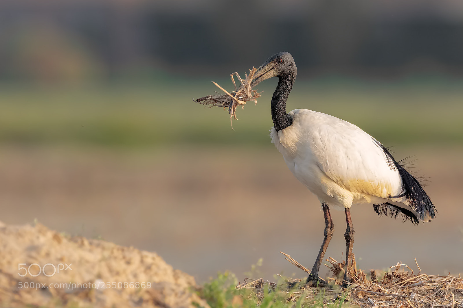 Canon EOS 5DS R sample photo. Sacred ibis photography