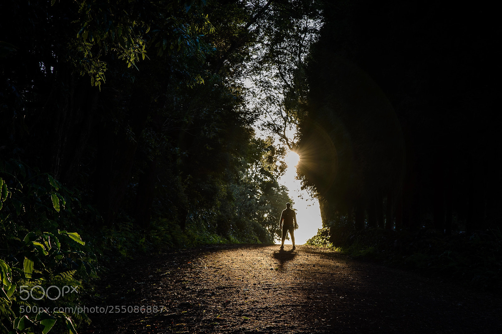 Nikon D610 sample photo. Light photography