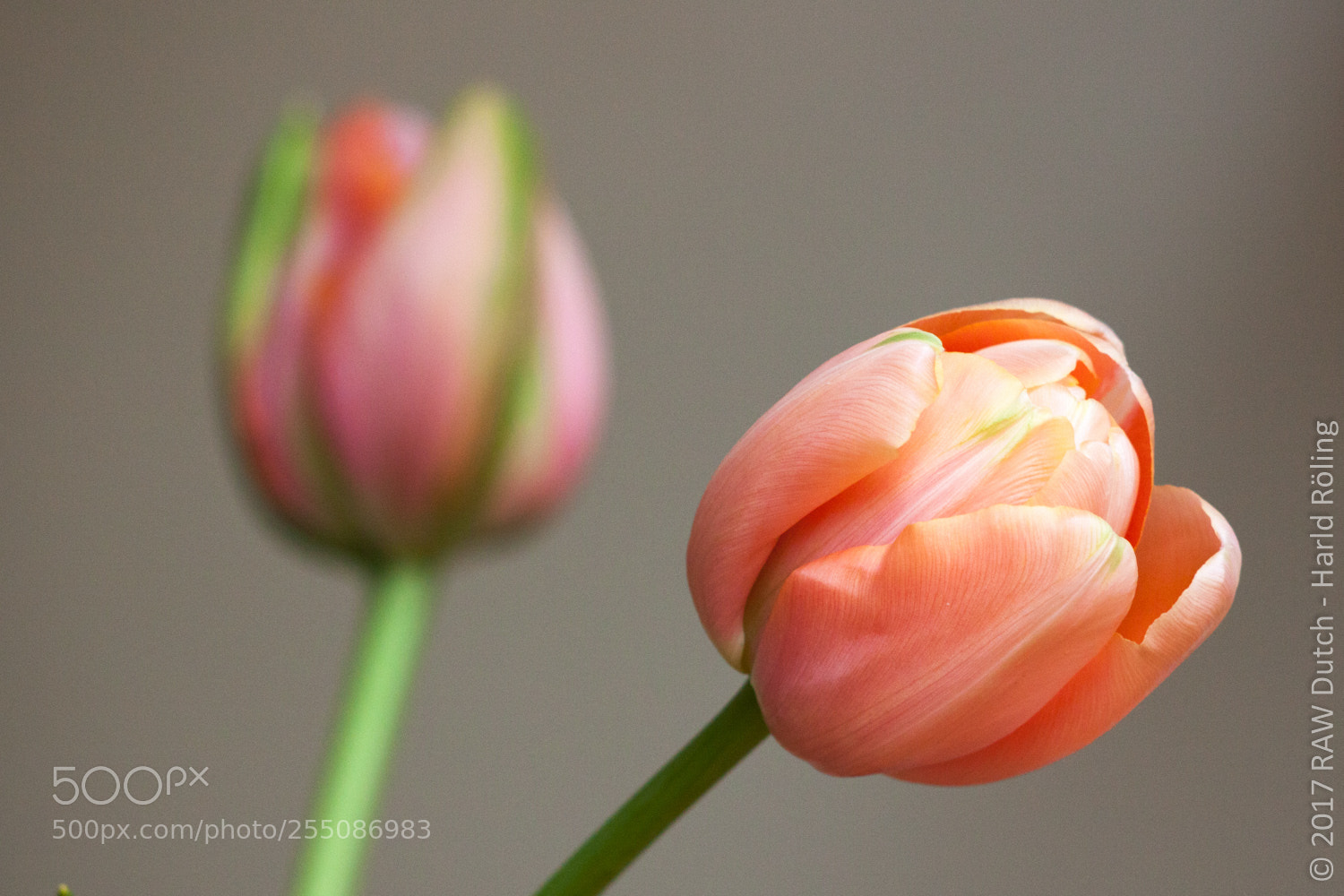 Canon EOS 50D sample photo. Tulpen photography