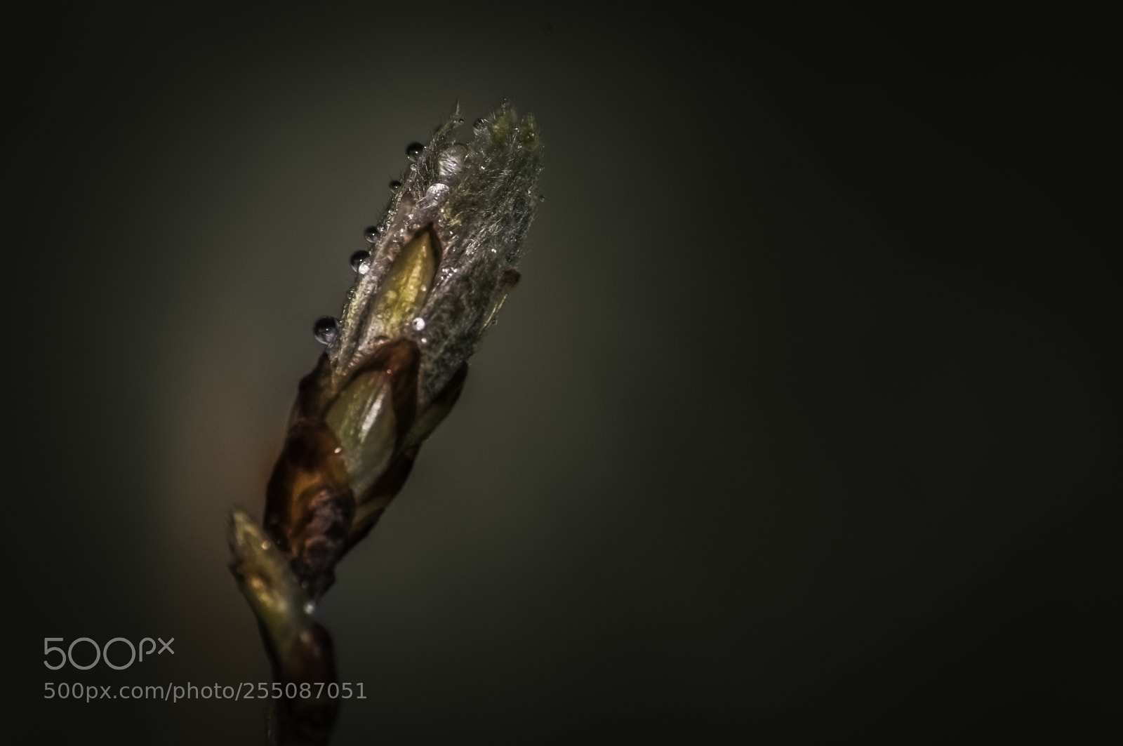 Nikon D5000 sample photo. Sparkling leaf photography