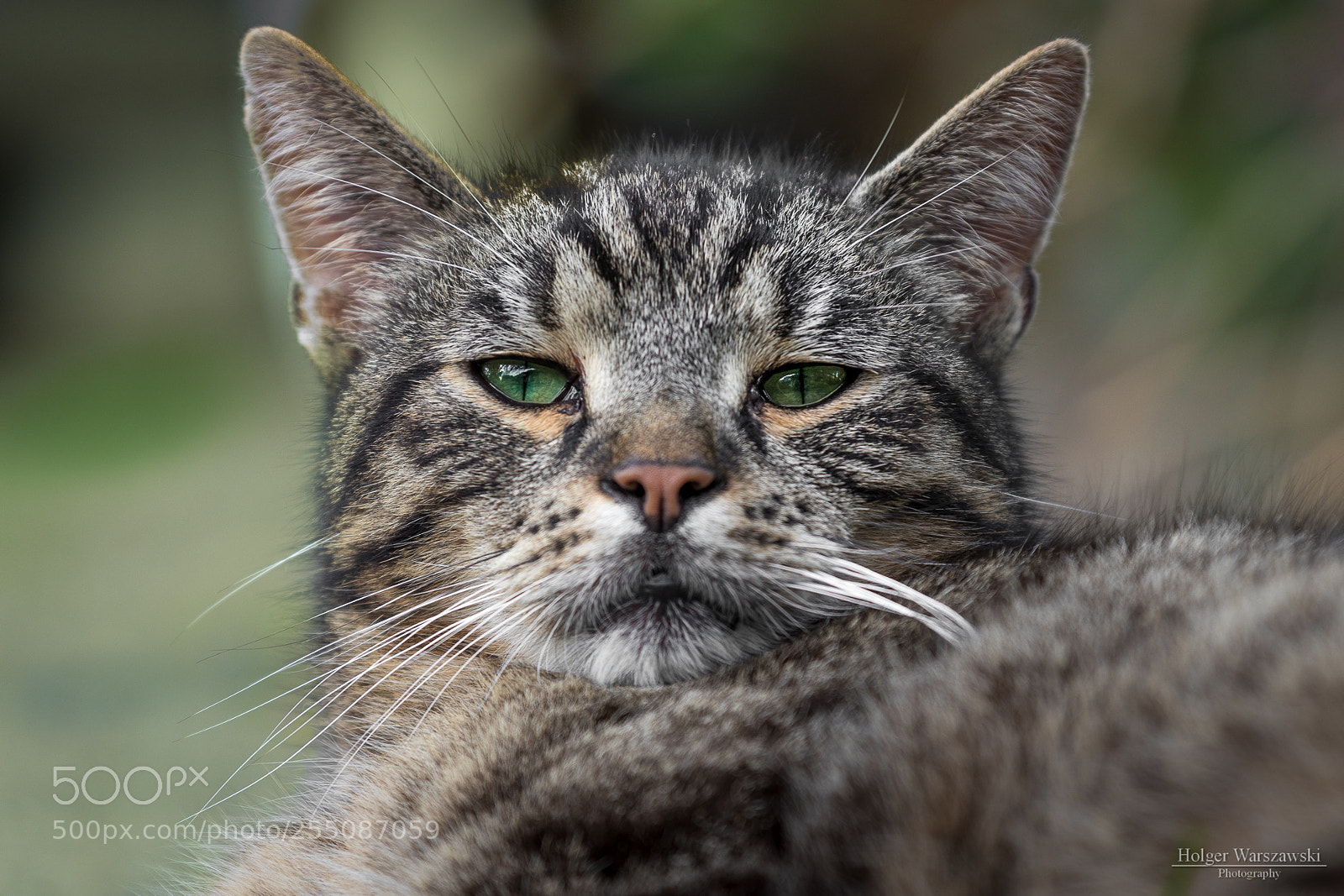 Canon EOS 80D sample photo. Nailed by green eyes photography