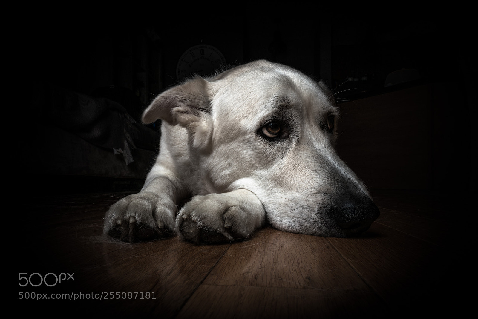 Sony a7R II sample photo. Sad marty photography