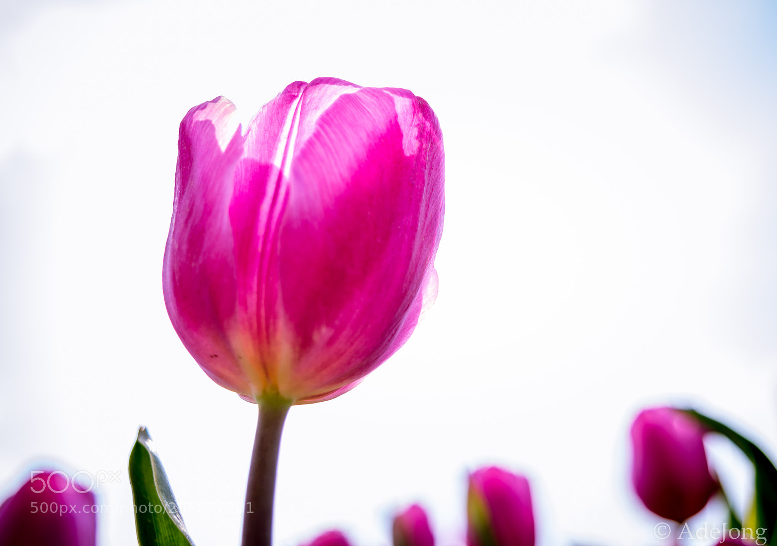 Nikon D5200 sample photo. Tulips photography