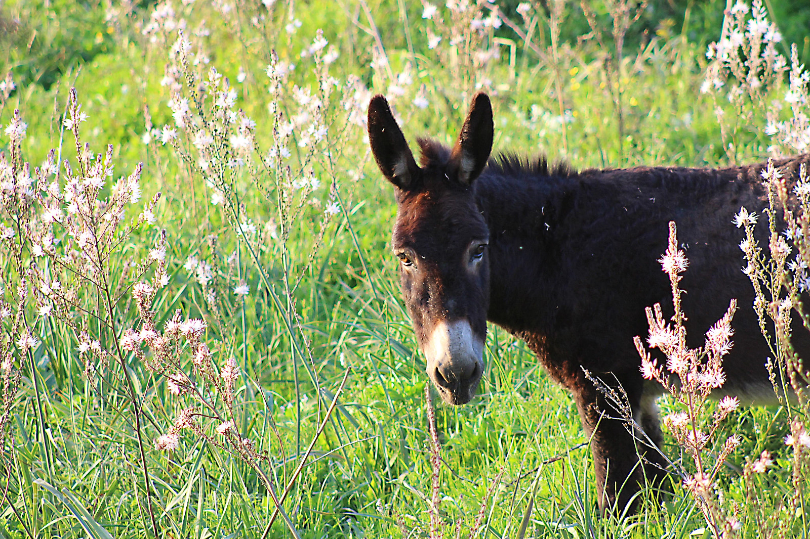 Canon EOS 700D (EOS Rebel T5i / EOS Kiss X7i) sample photo. Petit âne photography