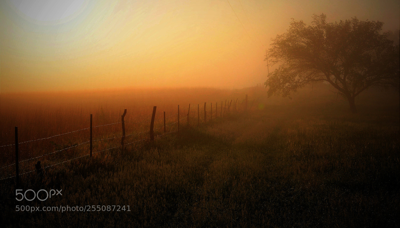 Nikon D5200 sample photo. Foggy fence morning photography