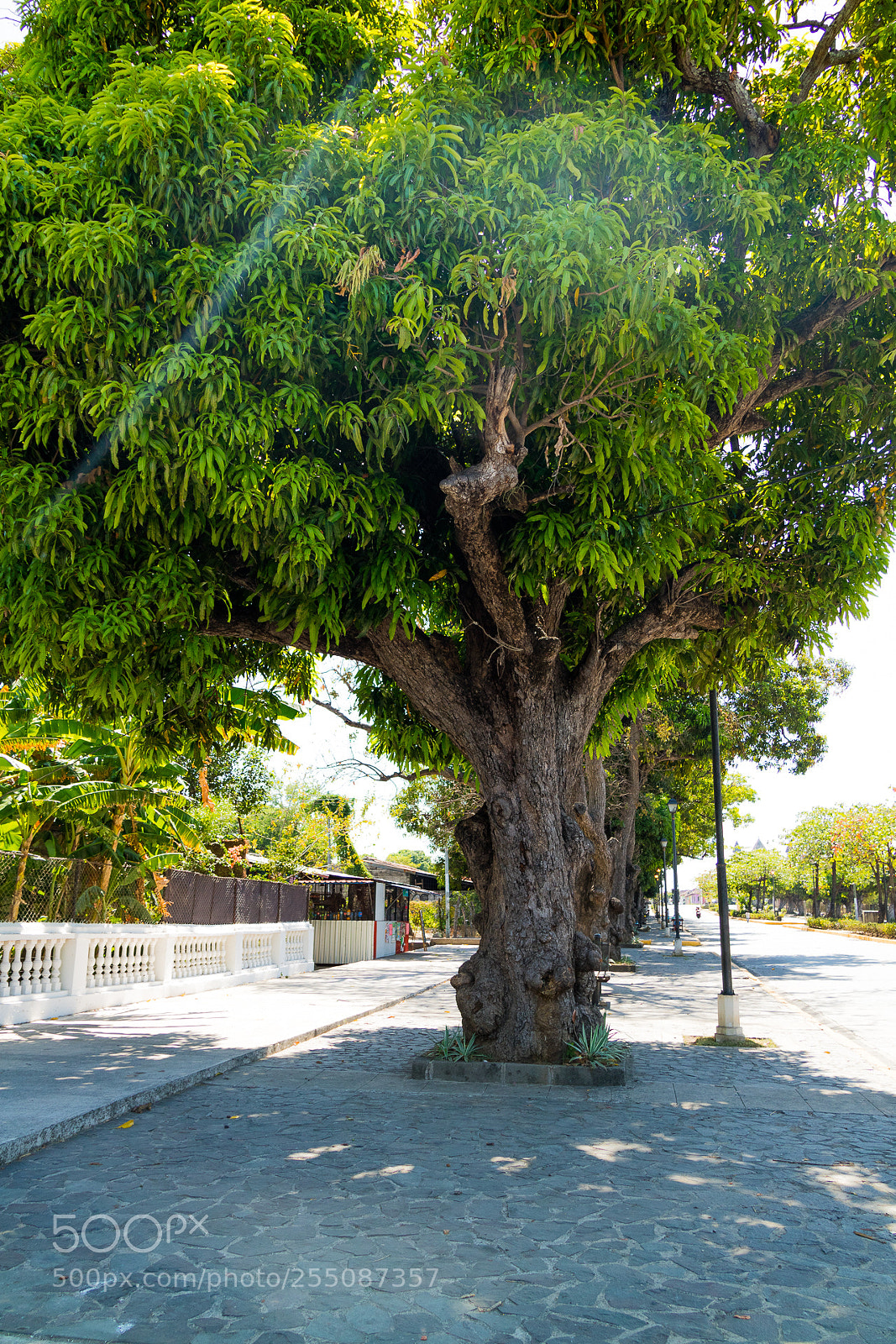 Canon EOS M3 sample photo. Tree photography