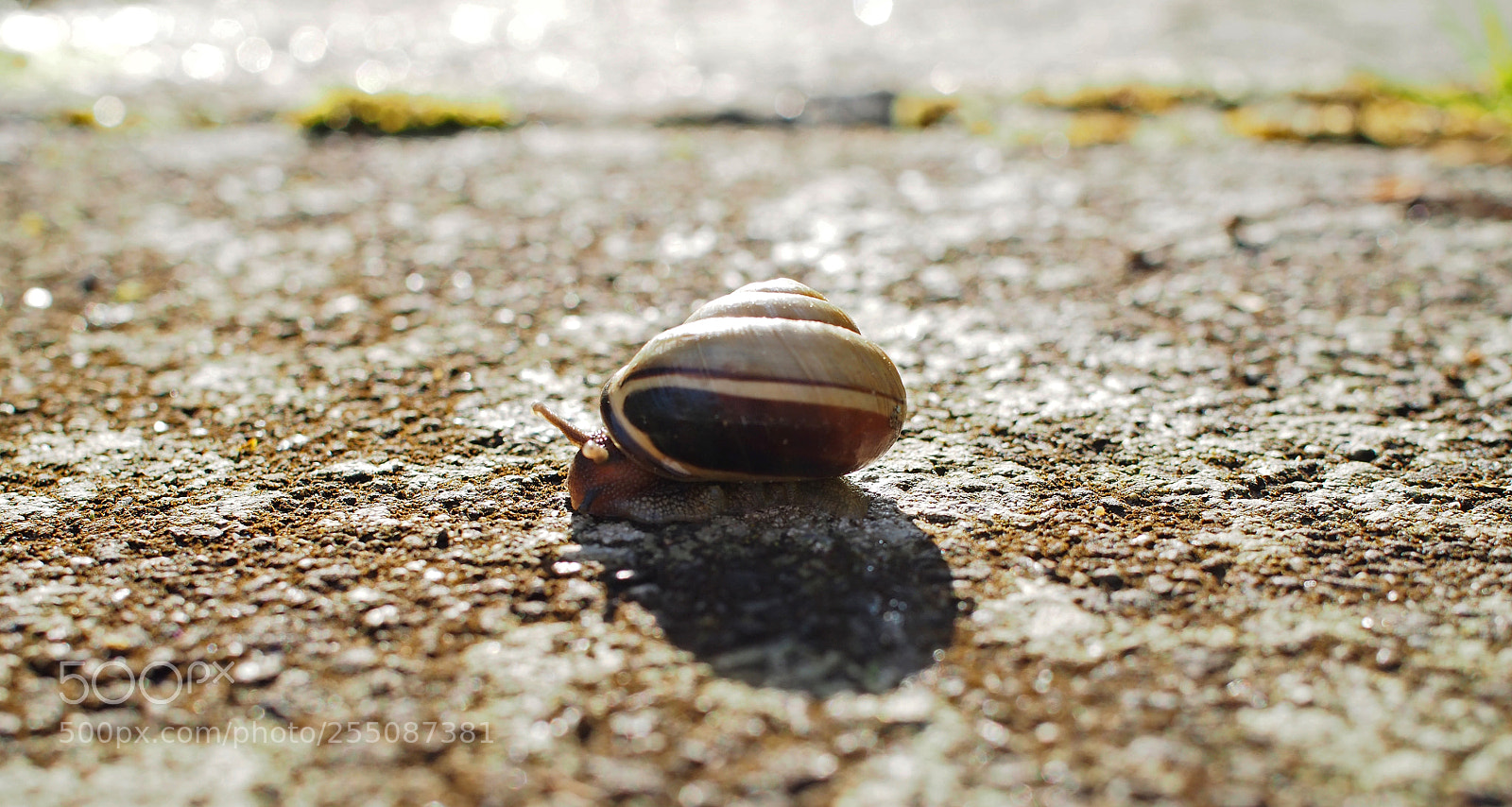 Olympus OM-D E-M5 sample photo. Snail after rain photography