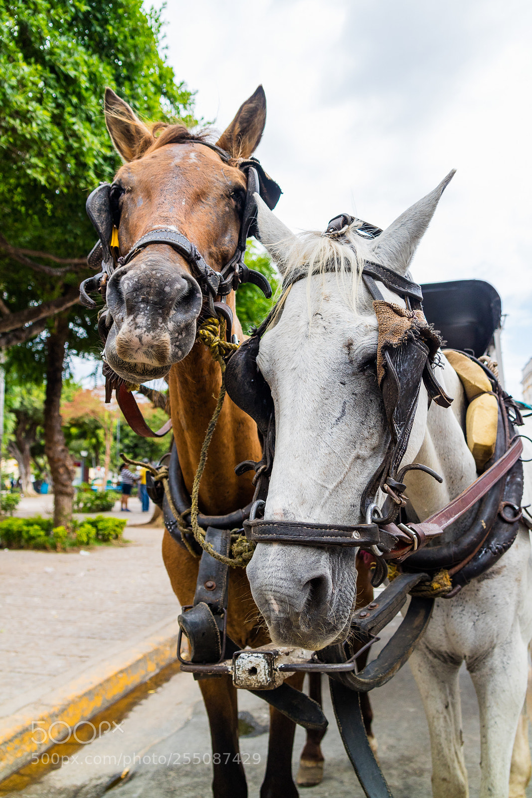 Canon EOS M3 sample photo. Horses photography
