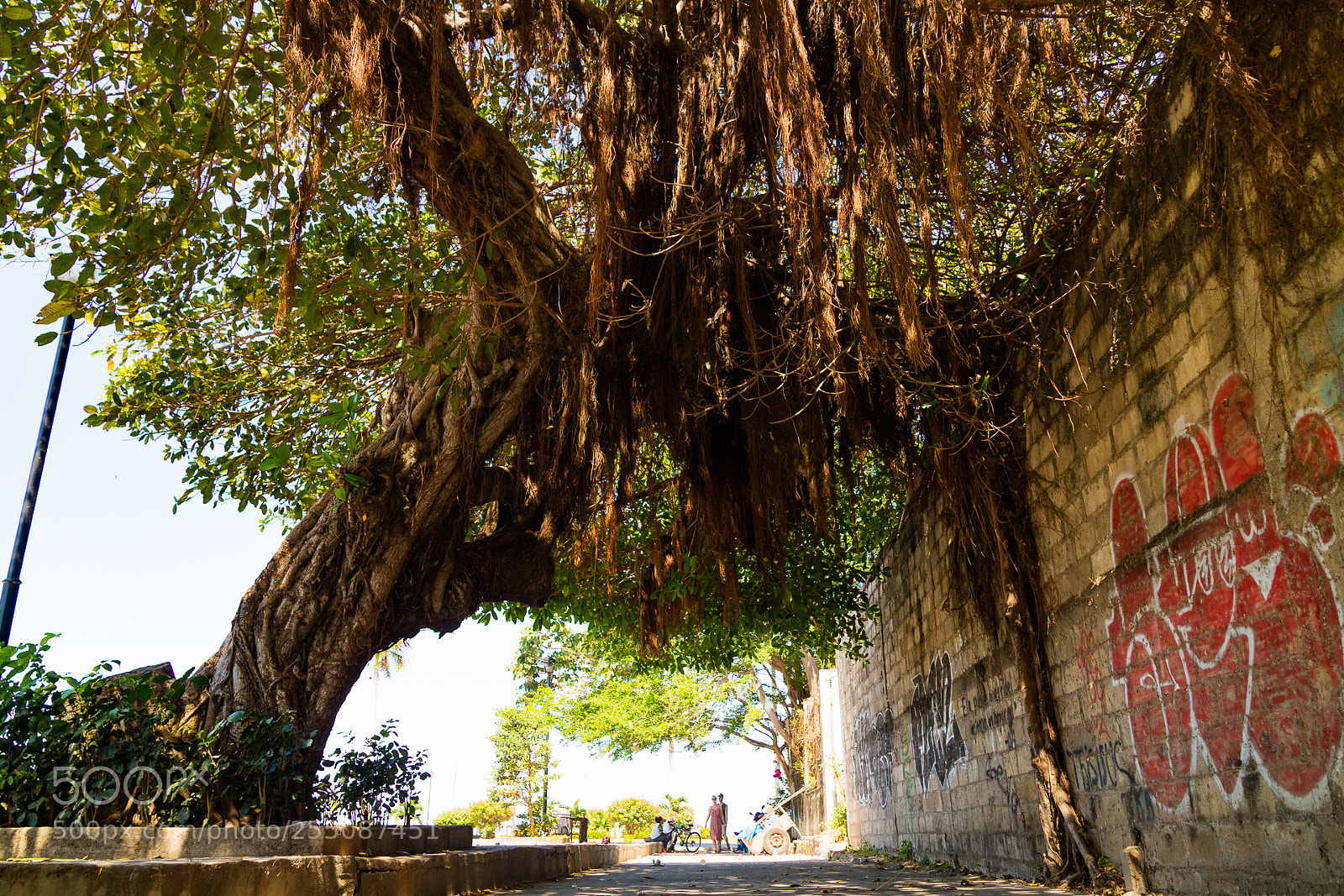 Canon EOS M3 sample photo. Tree photography