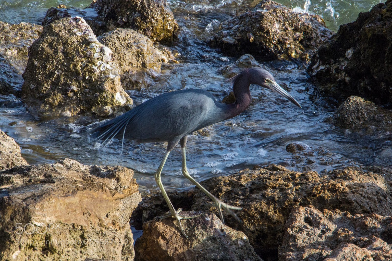 Canon EOS 700D (EOS Rebel T5i / EOS Kiss X7i) sample photo. Heron steps out photography