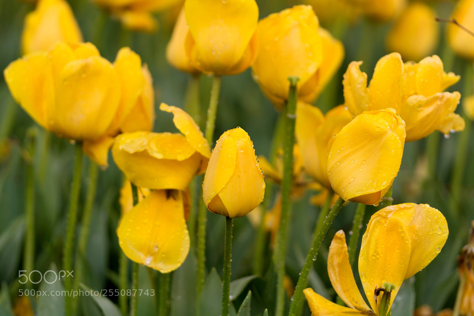 Nikon D7100 sample photo. Rain and tulip photography