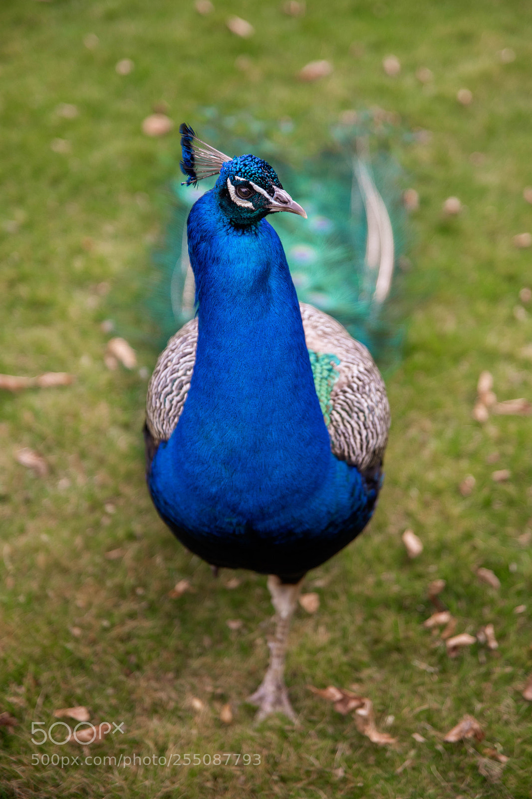 Canon EOS 6D Mark II sample photo. Peacock photography