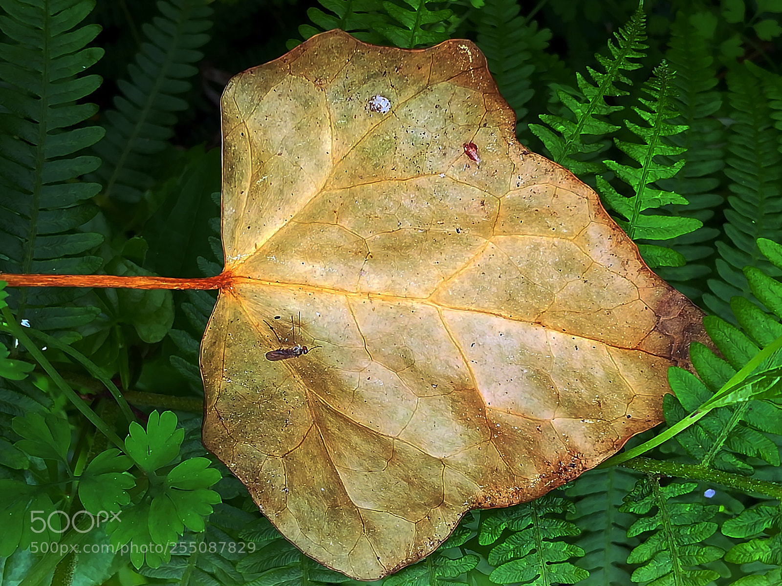 HUAWEI honor 6x sample photo. Leaf photography