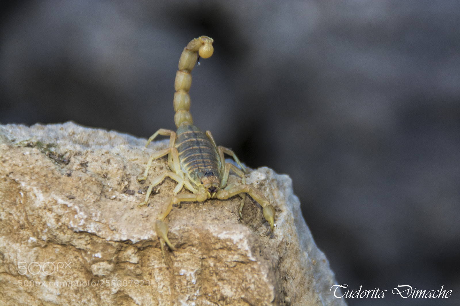 Nikon D7100 sample photo. Do not touch me... photography
