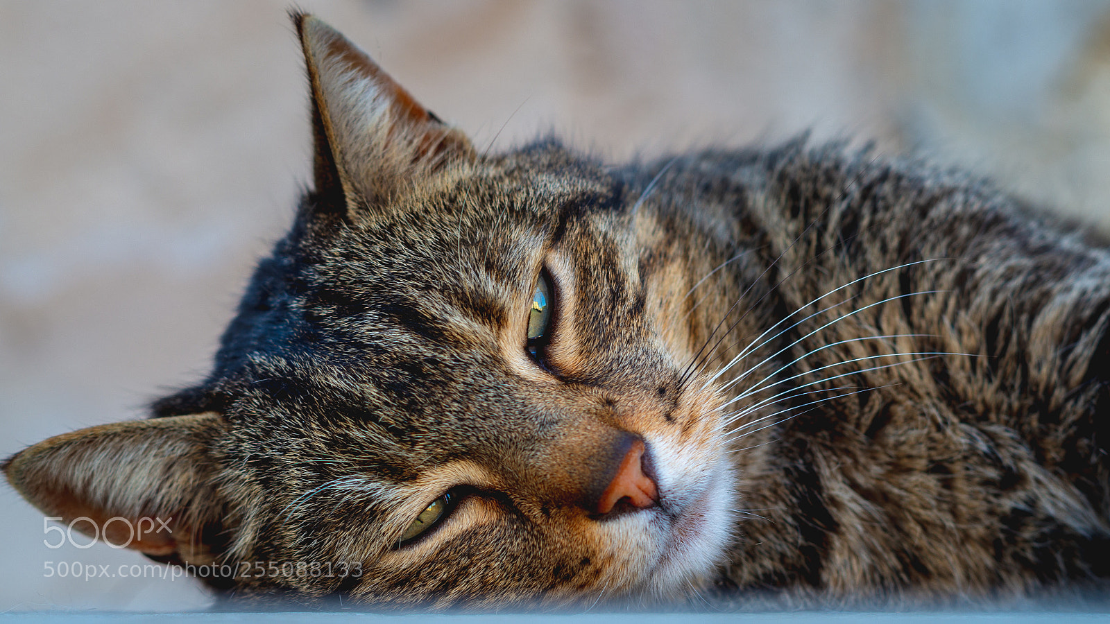 Pentax K-30 sample photo. Alley cat photography